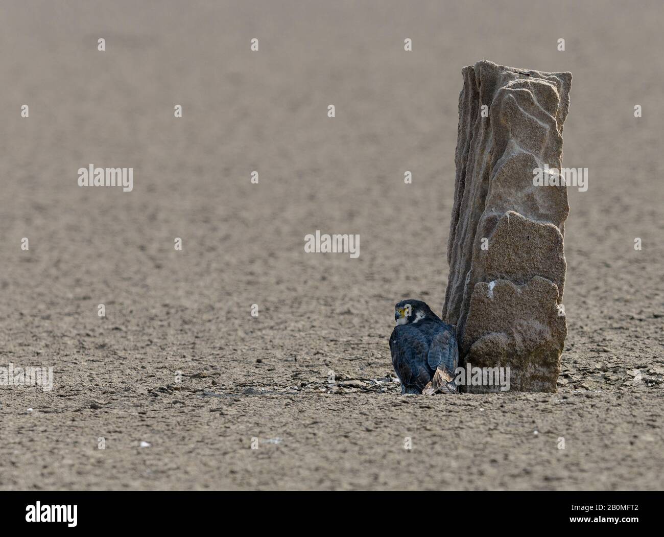 Fastest flying bird hi-res stock photography and images - Alamy Fastest flying bird hi-res stock photography and images - Alamy