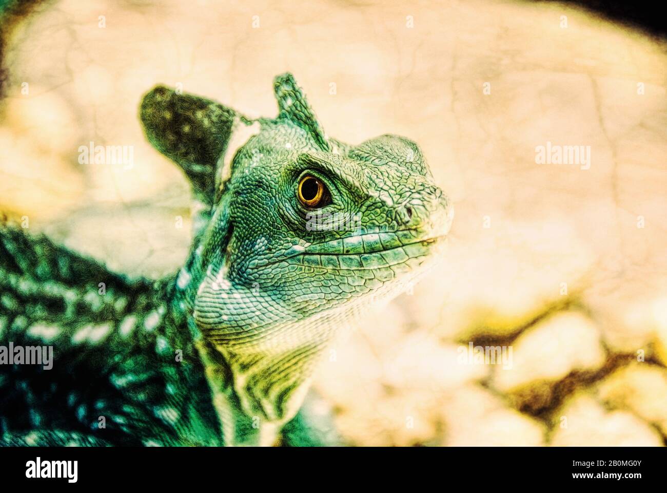 One male green crested basilisk reptile lizard with bright yellow eyes