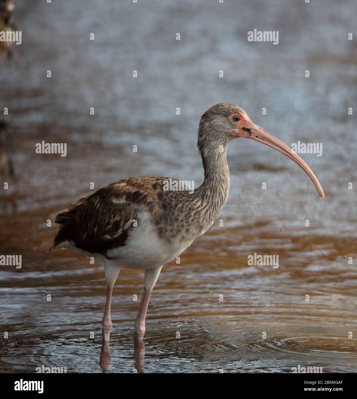 An immature white ibis (Eudocimus albus) stands in shallow water along the shore of Long Key State Park in the Florida Keys, Layton, Florida Stock Photo