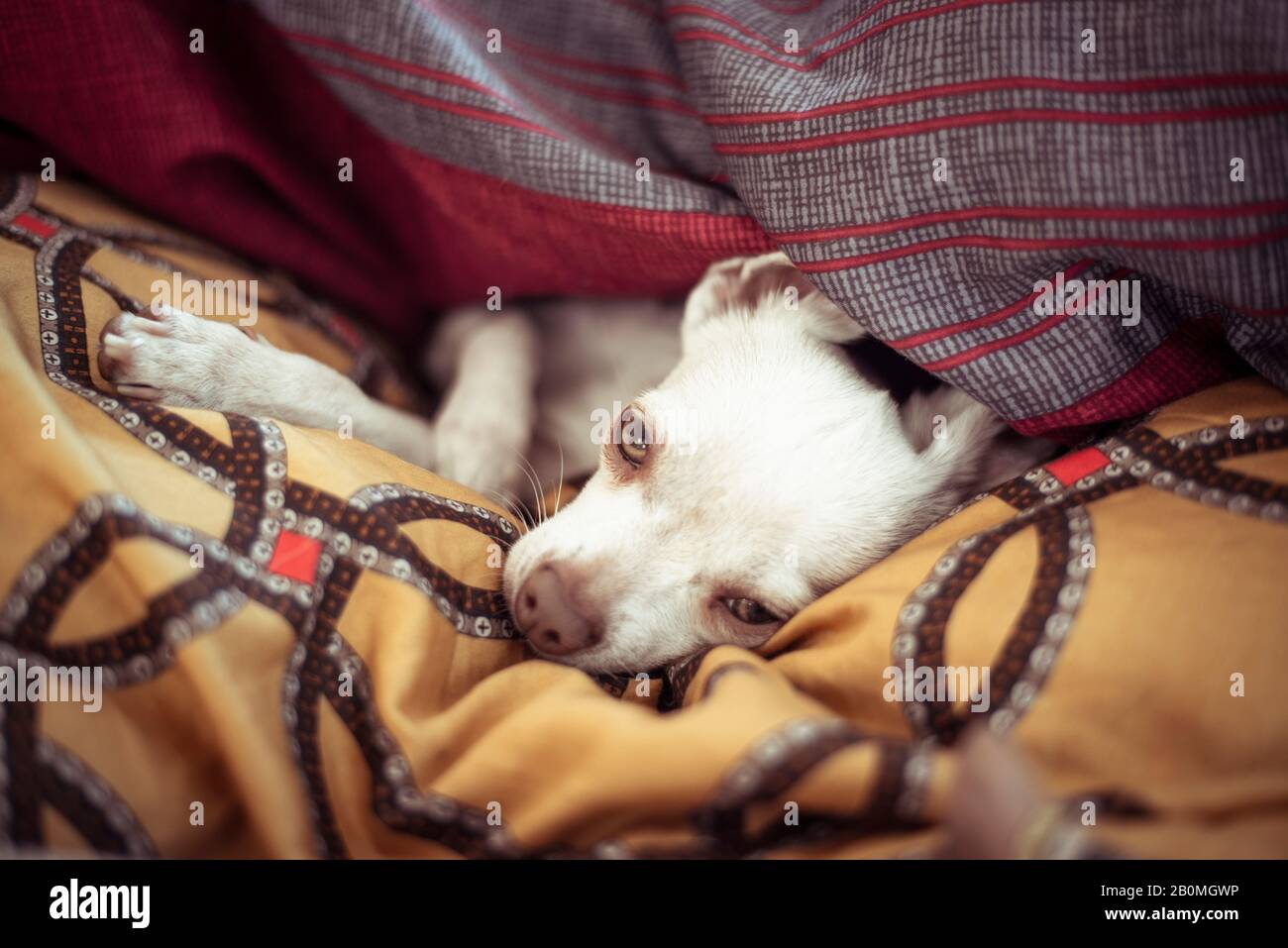 cute sleepy small dog with green eyes lays under blankets in home nest