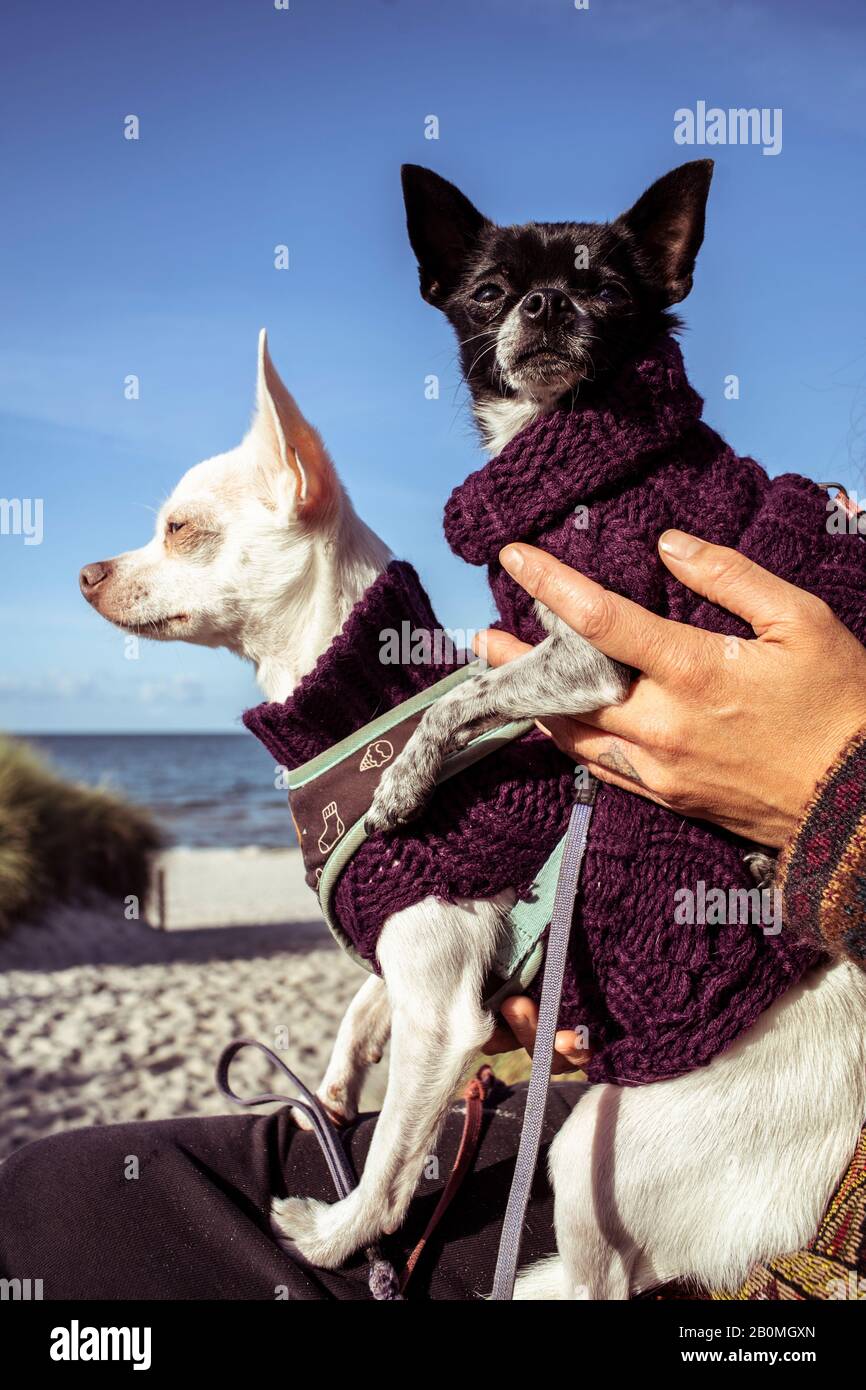 two tiny chihuahua dogs in jumpers sit on each other in sun on beach Stock Photo