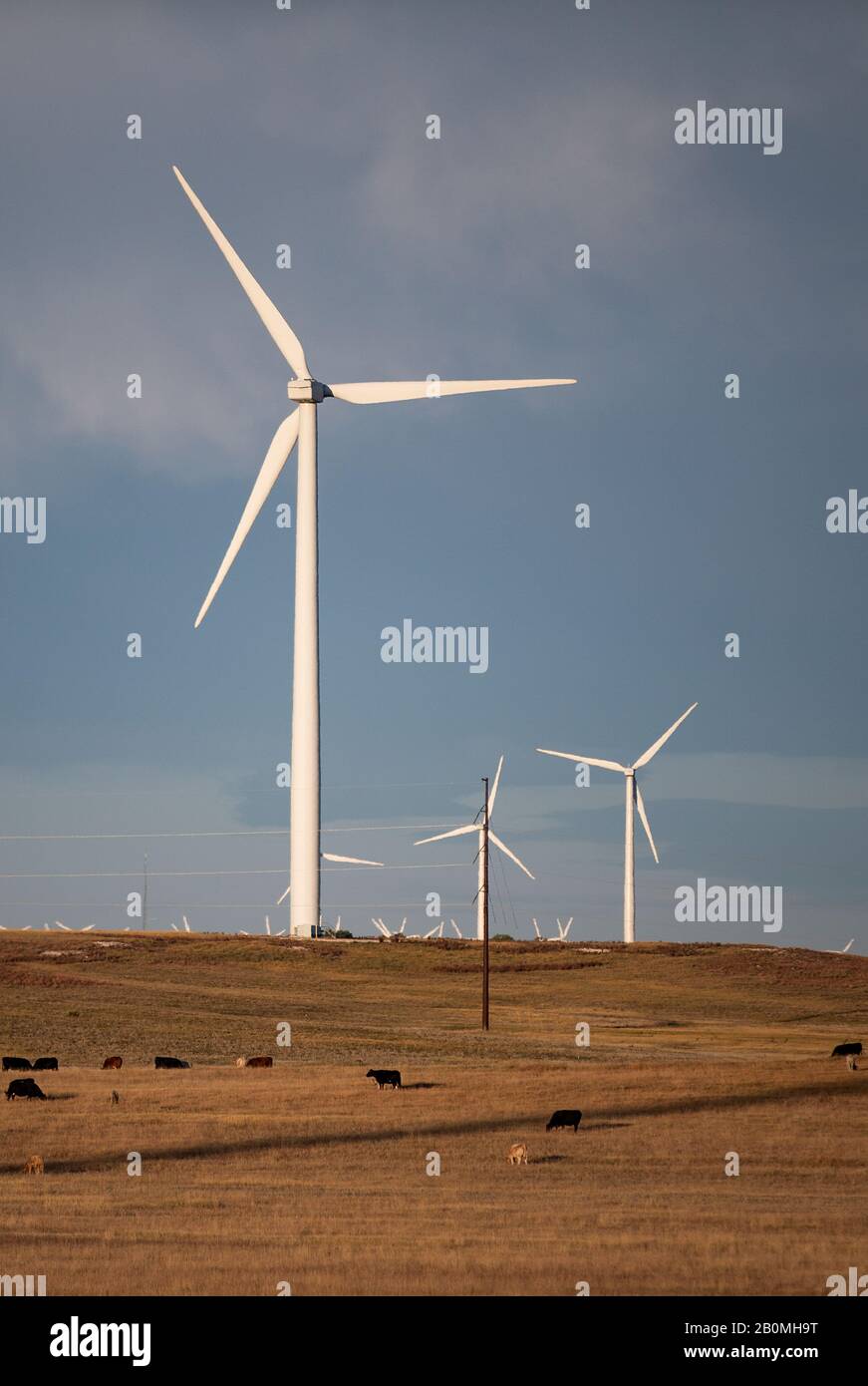 Wind Turbines in field against cloudy blue sky with cattle Stock Photo ...