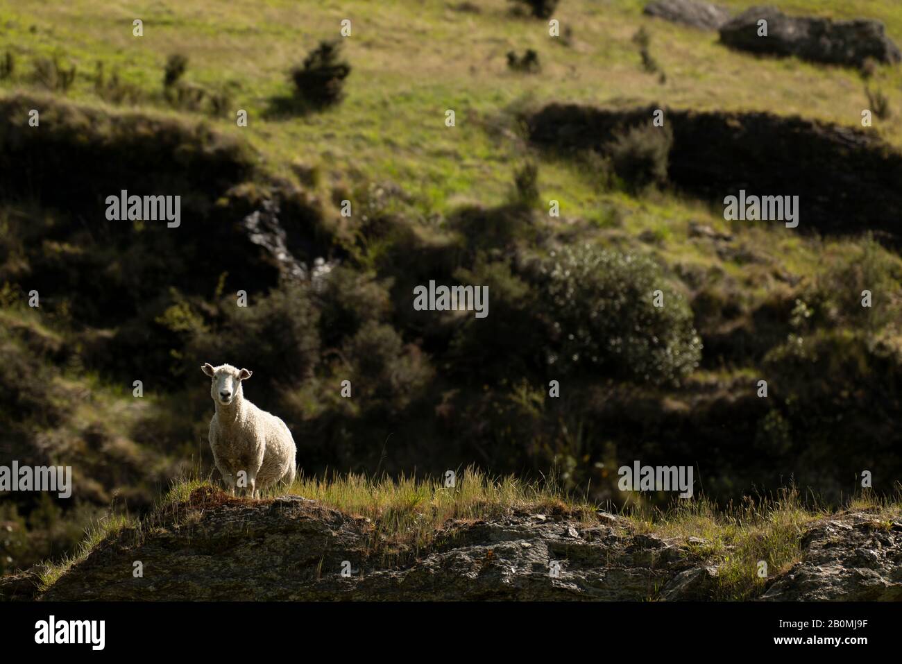 Merino Sheep on green hillside in farmland of New Zealand Stock Photo