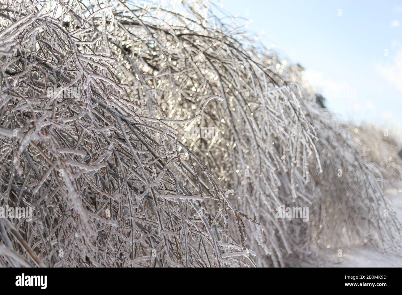 Ice storm frozen trees hi-res stock photography and images - Alamy