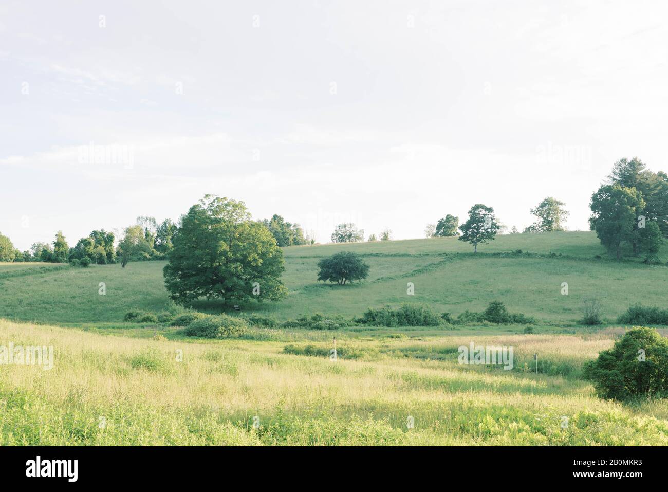 Beautiful meadow in summery afternoon light. Stock Photo
