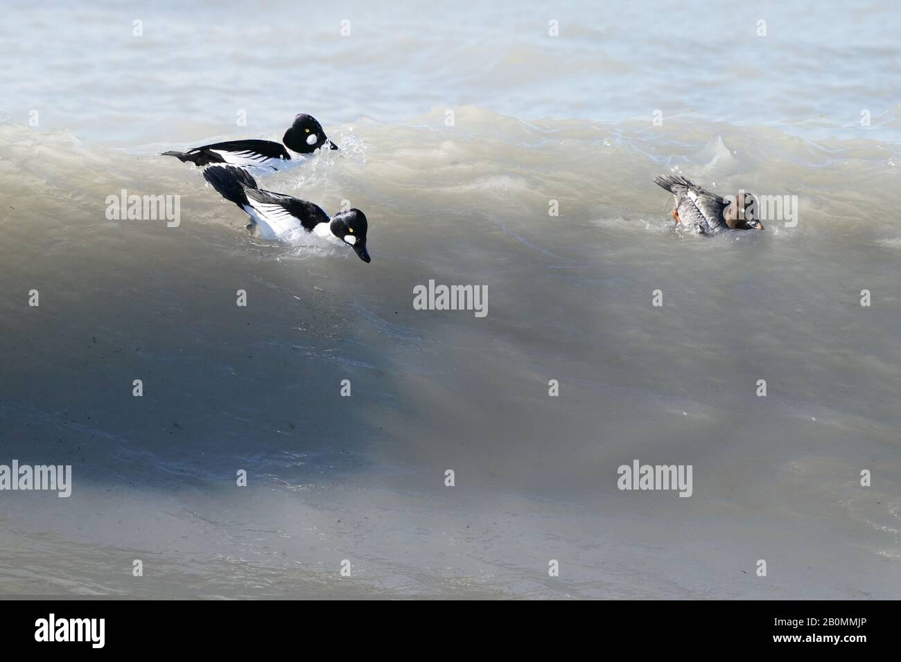 Goldeneye ducks feeding in wavy water Stock Photo