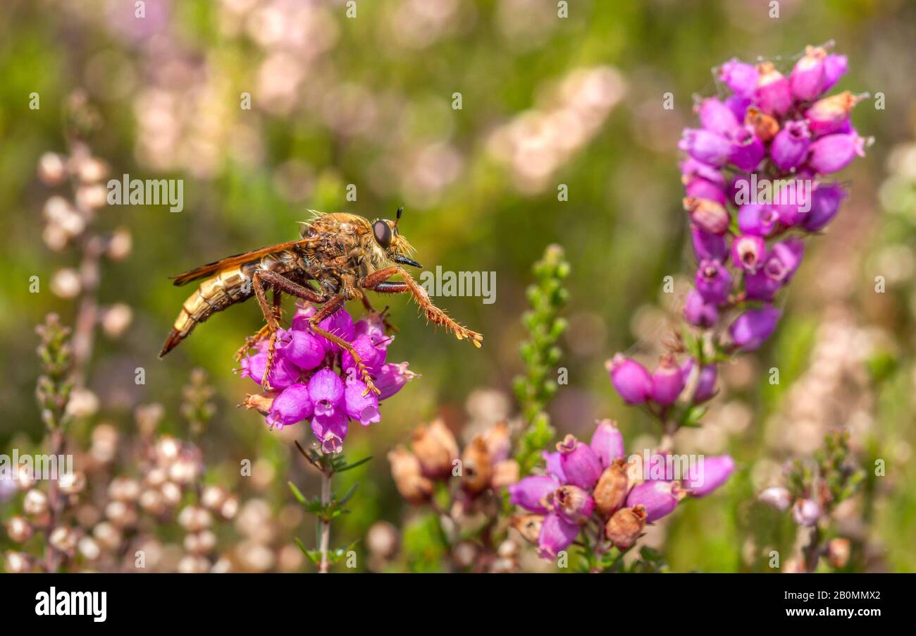 Hornet robberfly hi-res stock photography and images - Alamy
