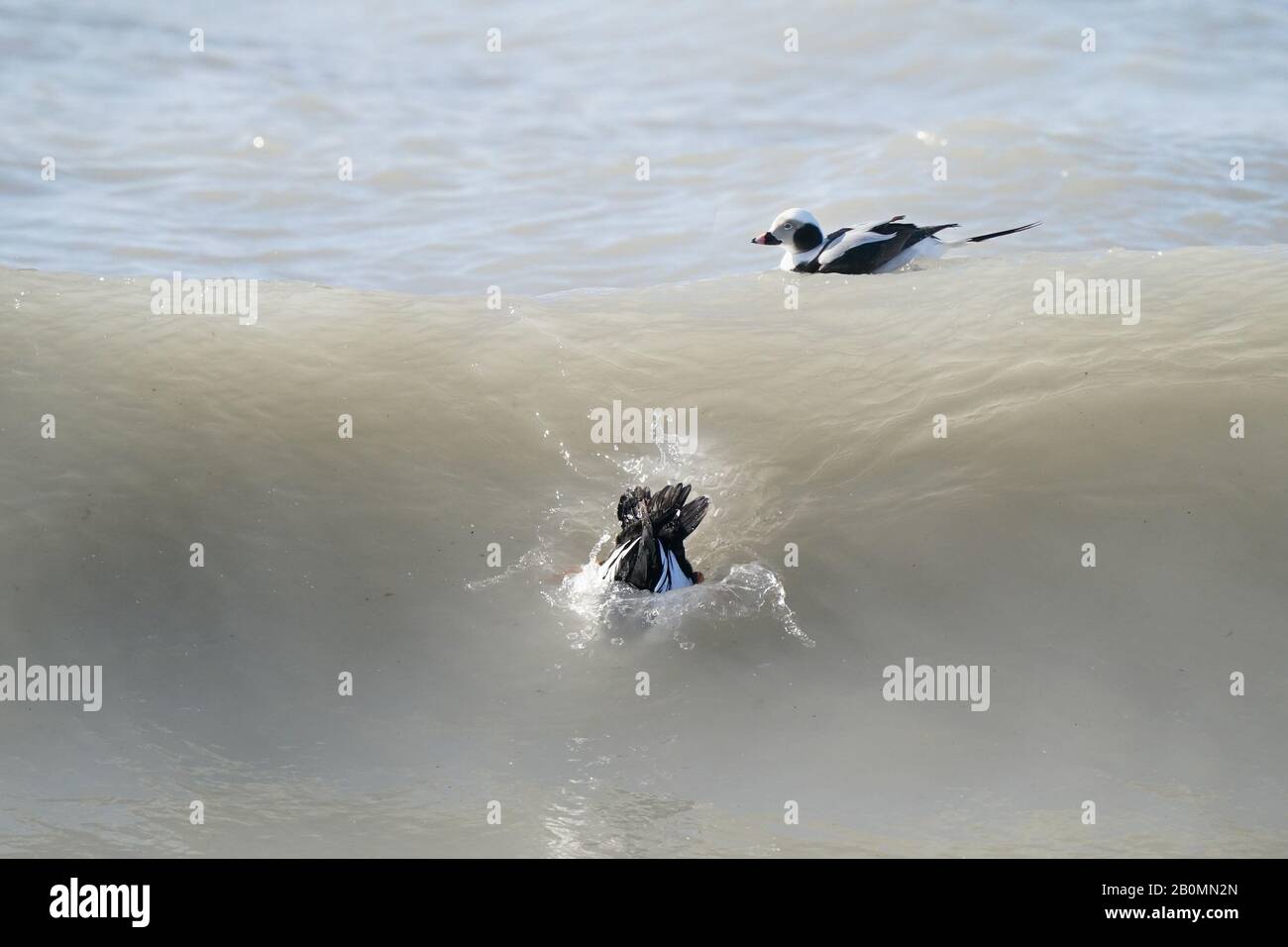 Goldeneye ducks feeding in wavy water Stock Photo