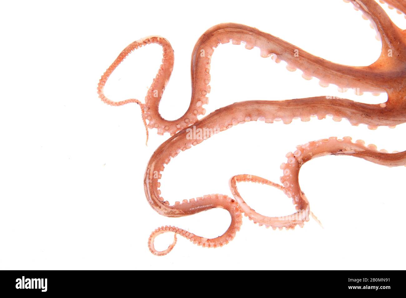 Squid tentacles suction cups hi-res stock photography and images - Alamy