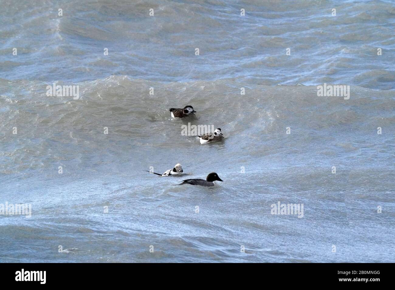 Long Tailed Ducks diving for food in waves Stock Photo