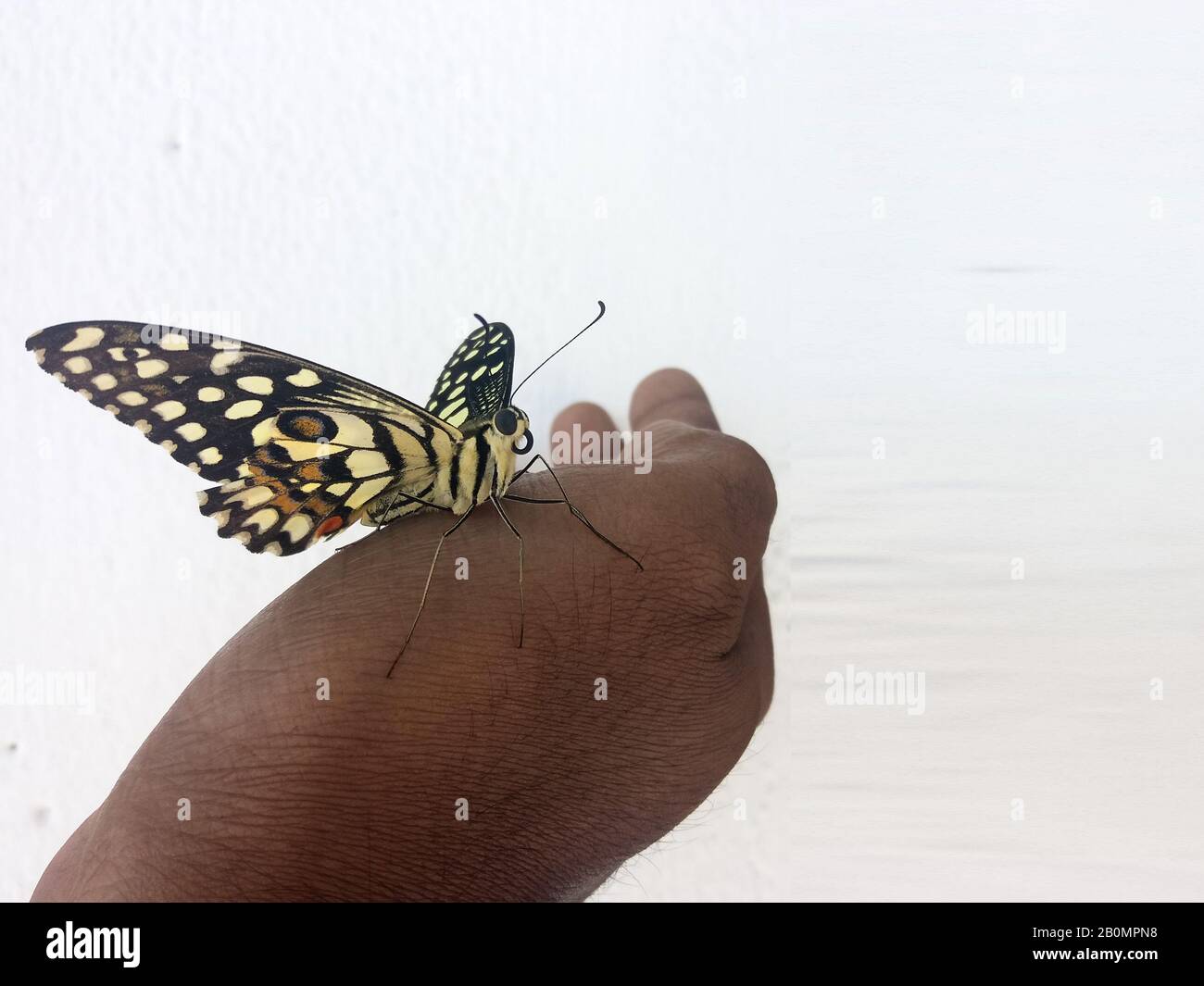 sweet encounter between a human hand and a butterfly, World is full of  magical things, in the web of life we are connected each other by vibration  Stock Photo