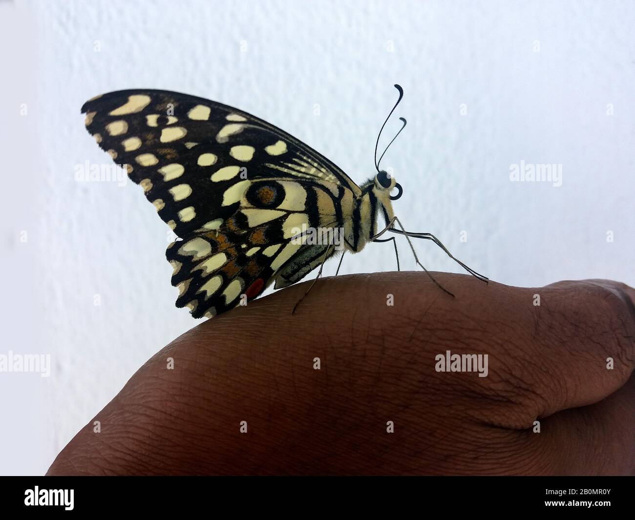 sweet encounter between a human hand and a butterfly, World is full of magical things, in the web of life we are connected each other by vibration Stock Photo - Alamy sweet encounter between a human hand and a butterfly, World is full of magical things, in the web of life we are connected each other by vibration Stock Photo - Alamy