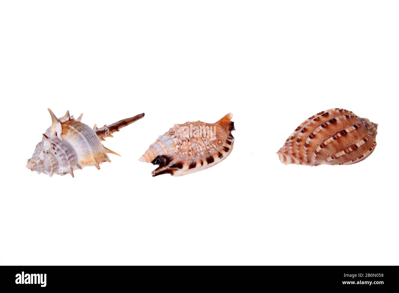 Open White Shell Shell, white background, close-up Stock Photo - Alamy