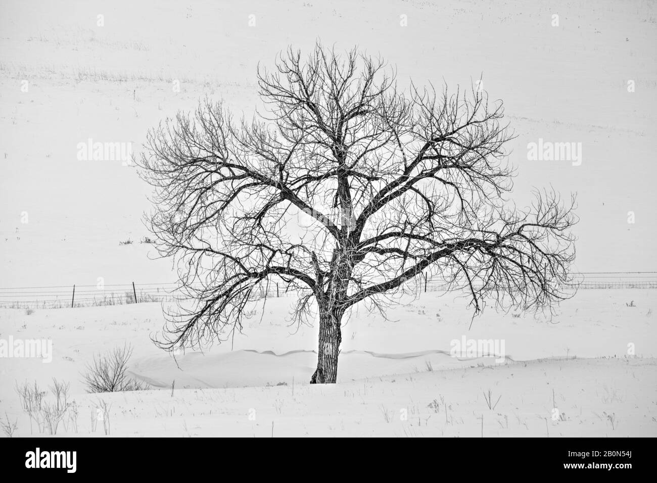 A lone cottonwood tree survives in a relatively dry environment because