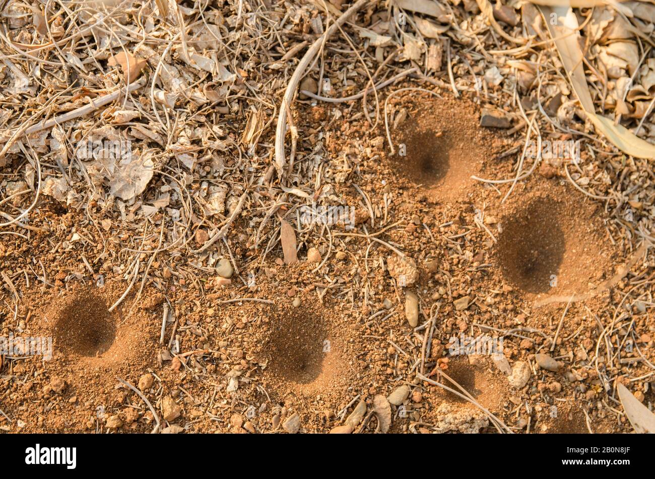 lacewing larvae sand pits. antlions. Stock Photo
