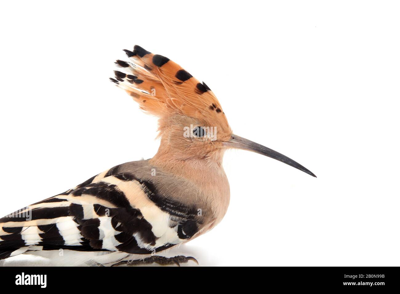 The hoopoe, close-up, white background Stock Photo