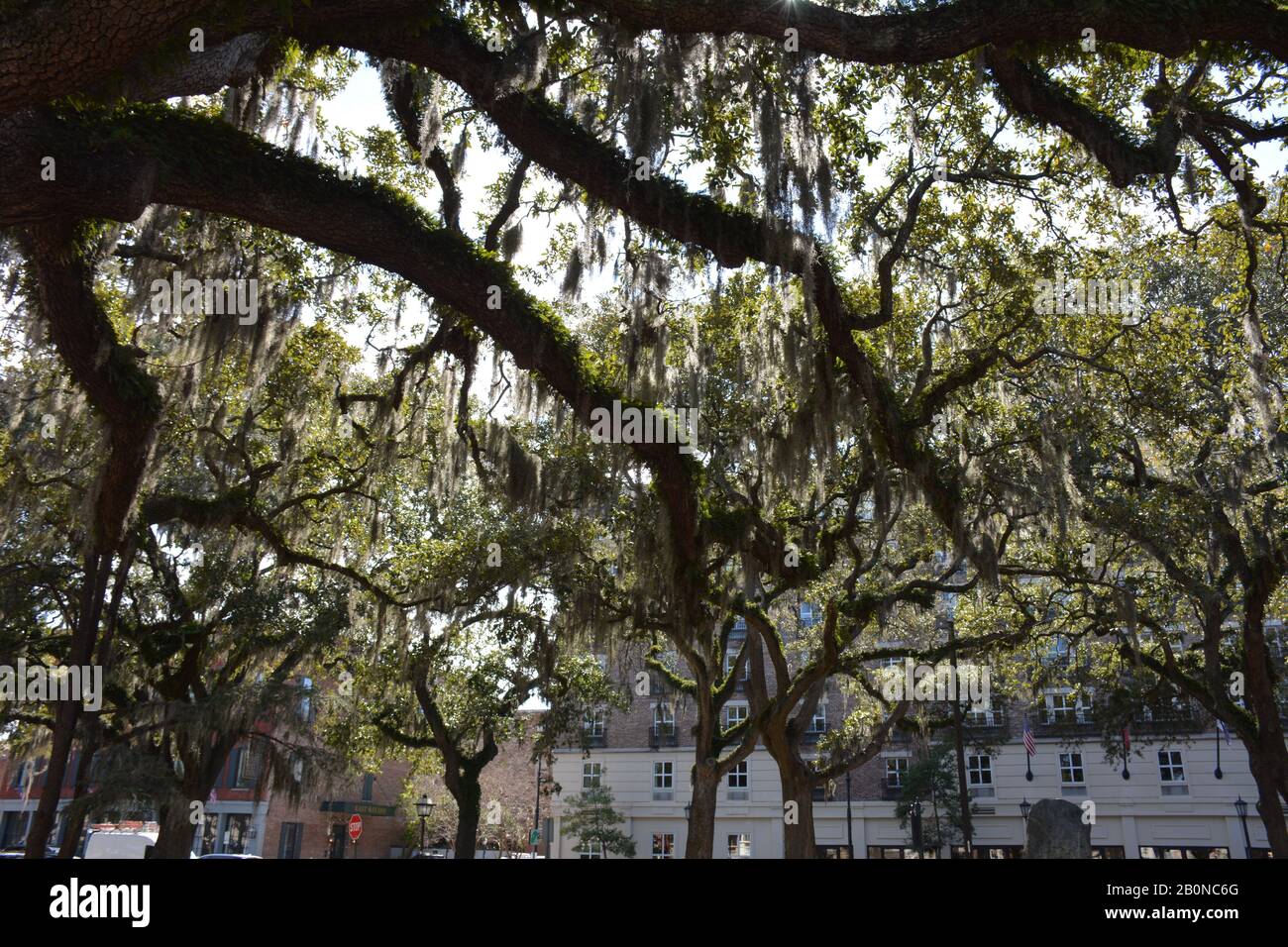 Live oaks and Spanish moss in Savanah Stock Photo Alamy
