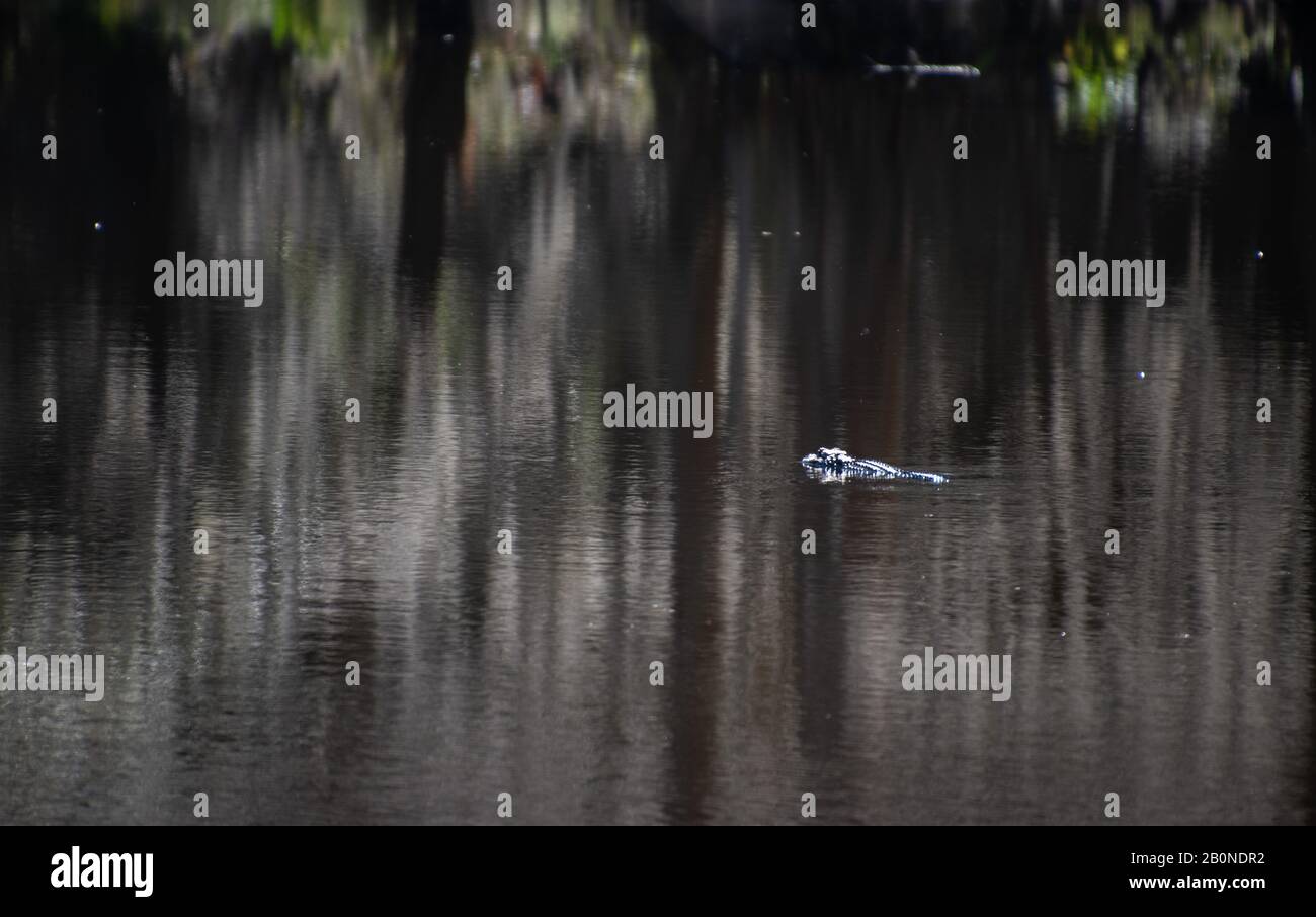 A single alligator swimming in a South Carolina Swamp near Charleston Stock Photo