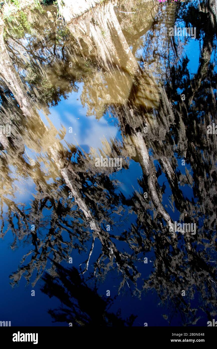 Swamp white oak tree hi-res stock photography and images - Alamy