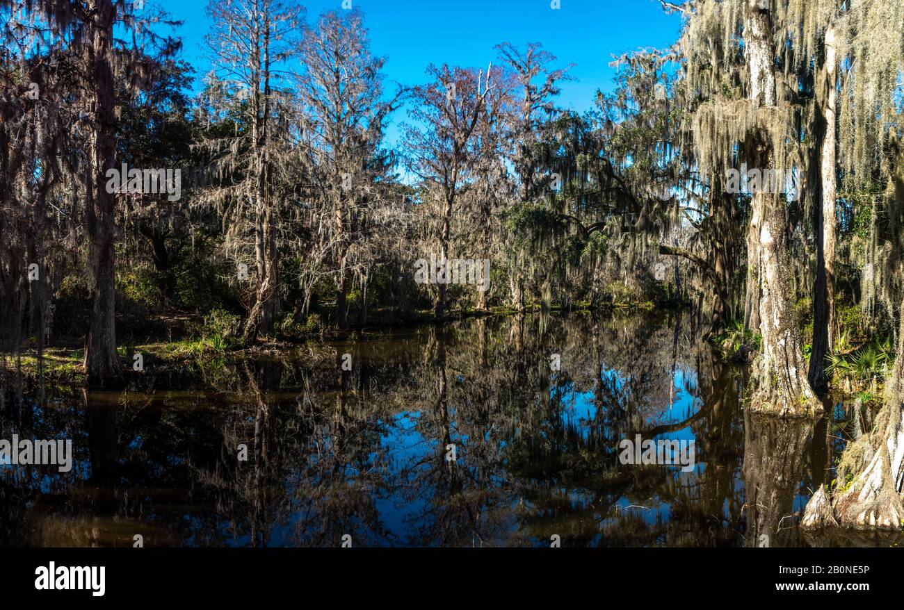 A panoramic view of a South Carolina Swamp land with loads of Spanish