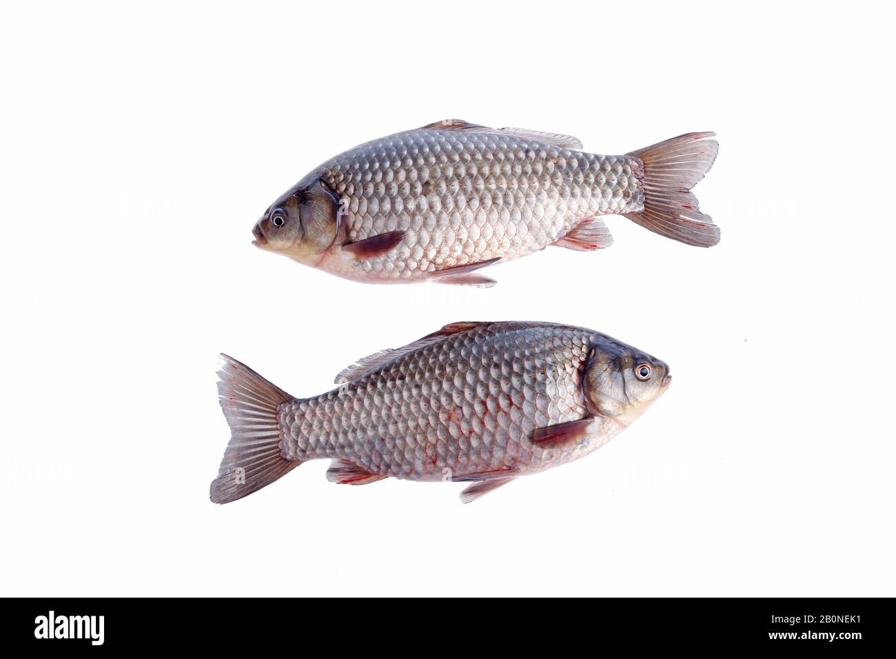 The close-up of crucian carp, white background Stock Photo - Alamy