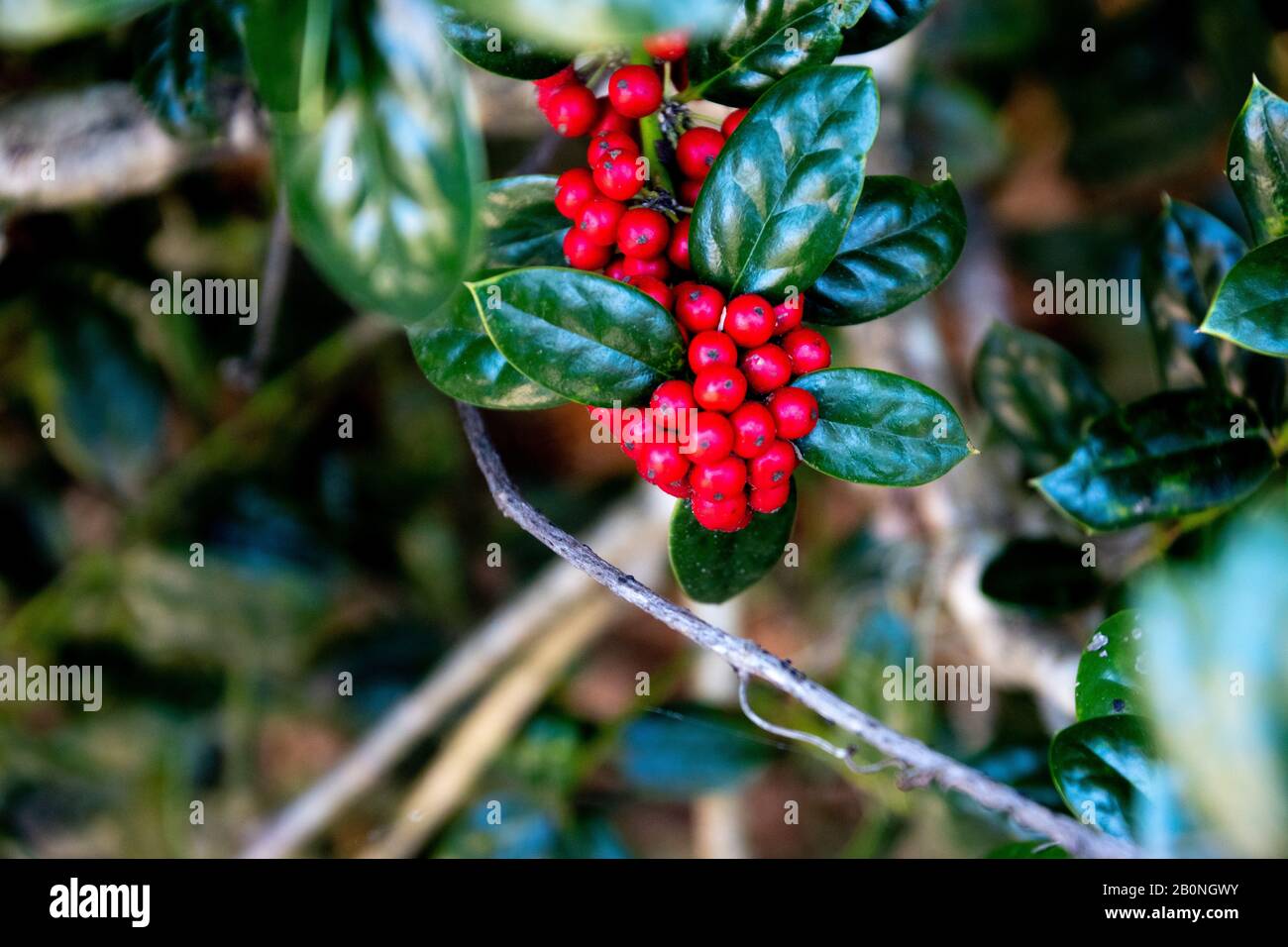 A holly bush with bright red berries and dark green leaves Stock Photo ...