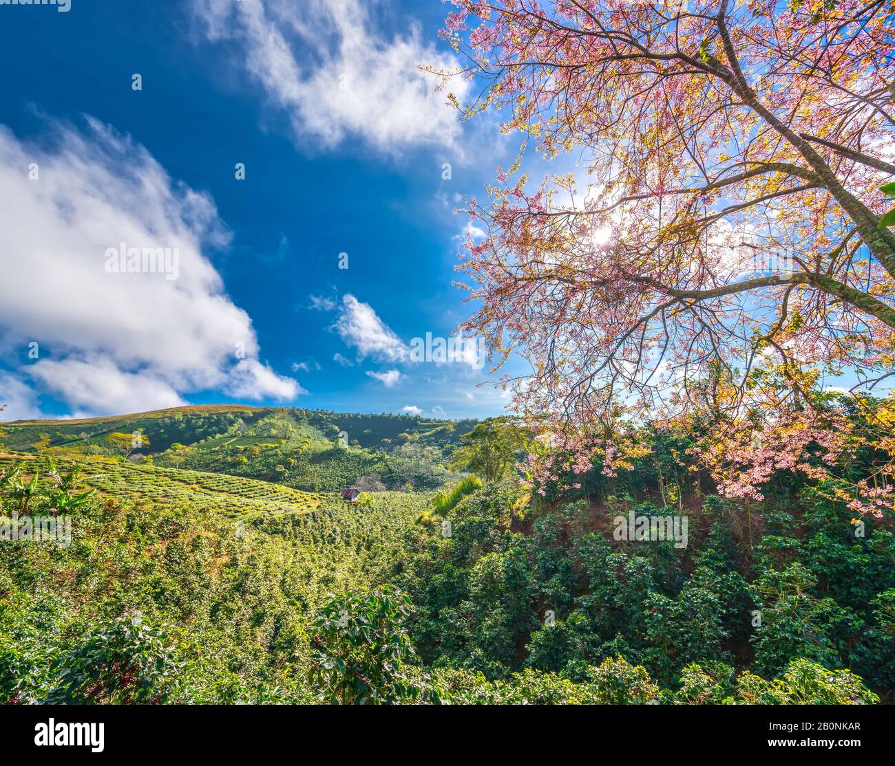 Cherry apricot trees bloom on coffee hills in Vietnam's highlands Stock