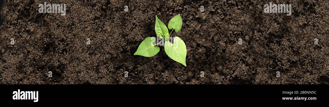 Sapling growing from fertile soil as an ecology or agriculture garden and food farming or gardening concept as a composite. Stock Photo