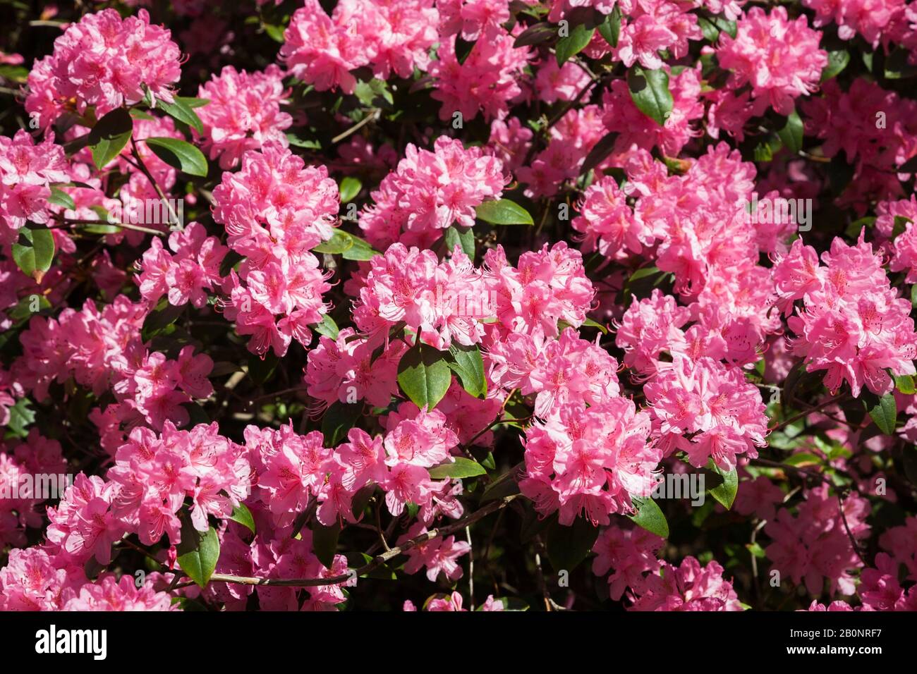 Close-up of pink flowering Rhododendron - Azalea shrub in spring. Stock Photo