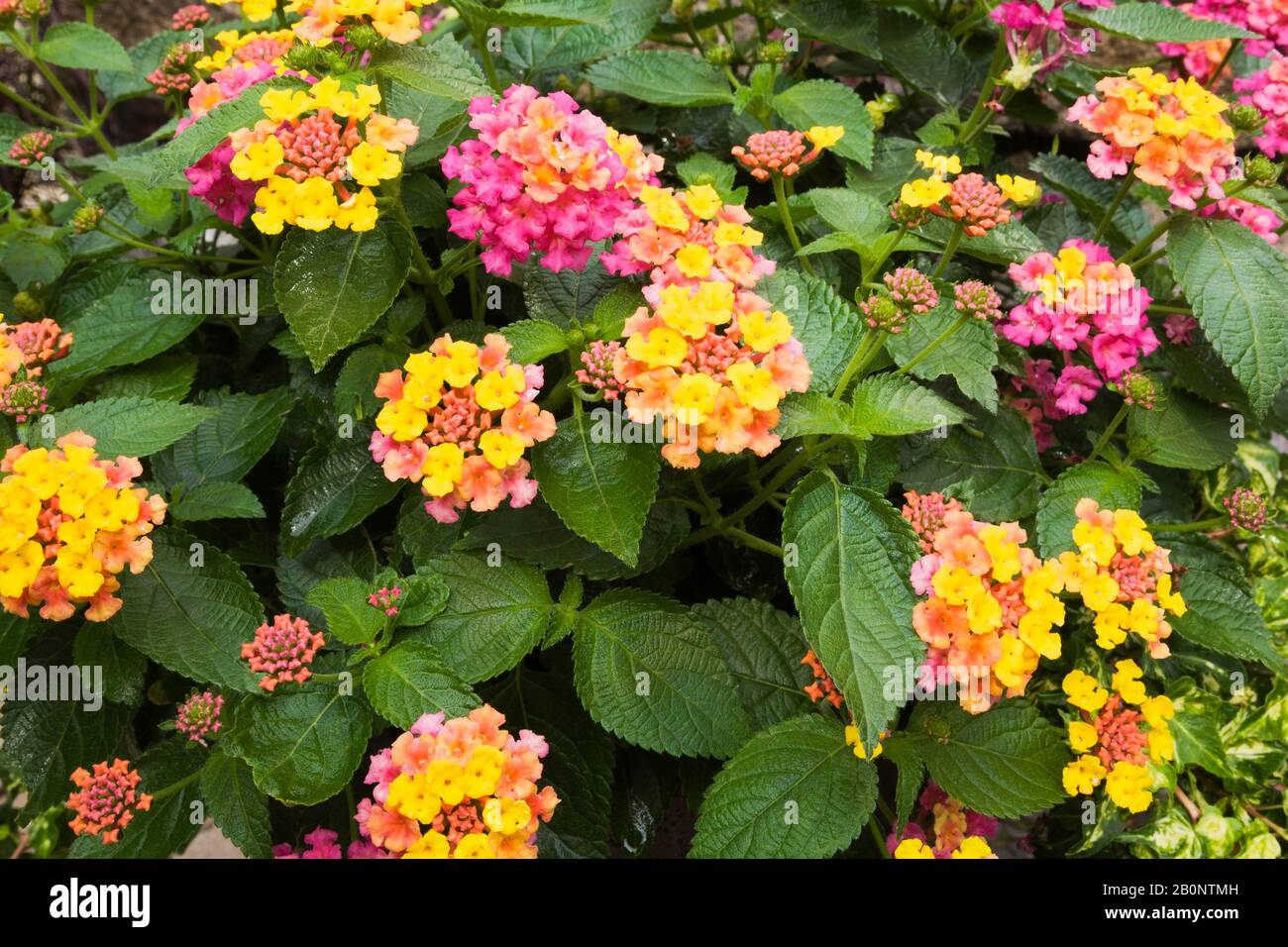 Close-up of Lantana 'Bandana Rose Improved' - Shrub verbena plant with yellow, pink and red flowers in summer. Stock Photo