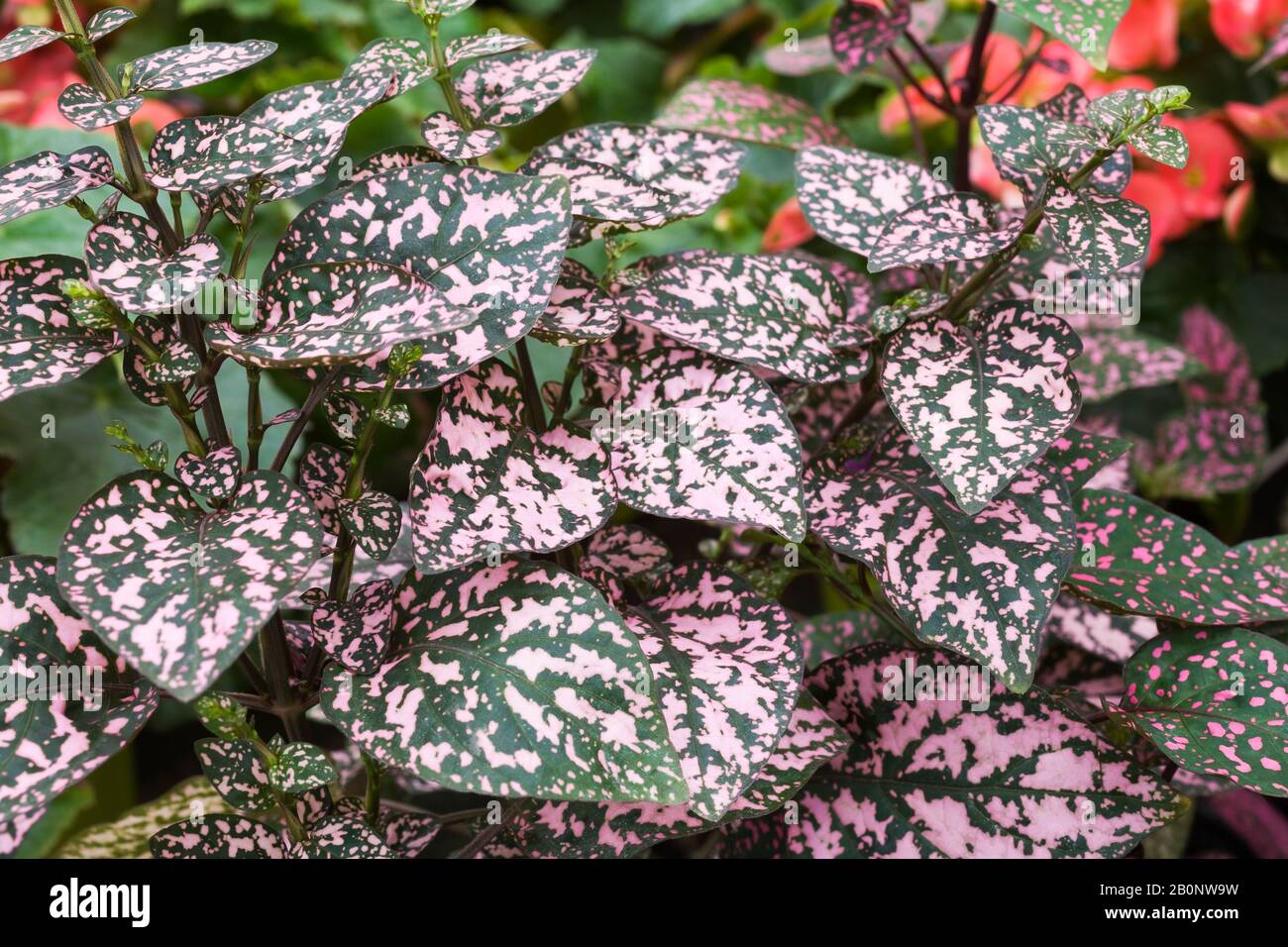 Close-up of pink and green Hypoestes phyllostachya - Polka-dot plant leaves in summer. Stock Photo