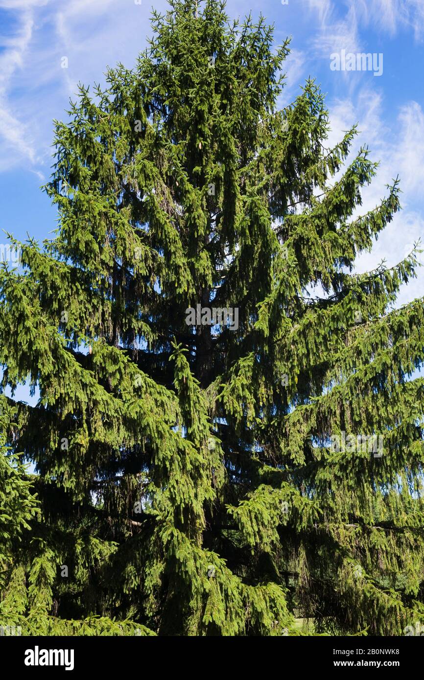 Picea abies - Norway Spruce tree in summer. Stock Photo