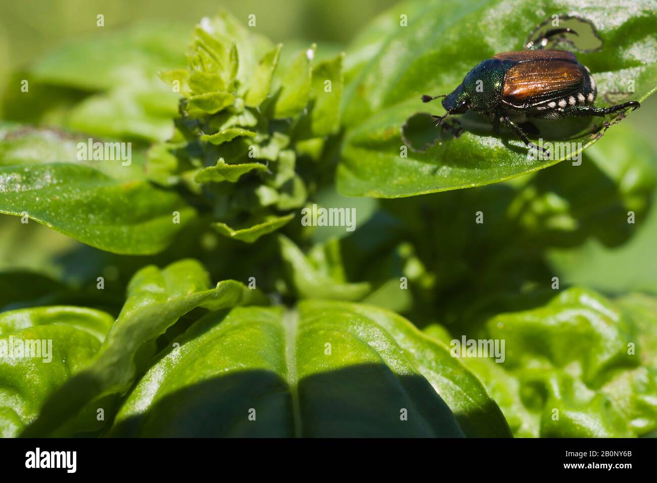 Popillia japonica - Japanese Beetle causing damage to the leaves of a ...