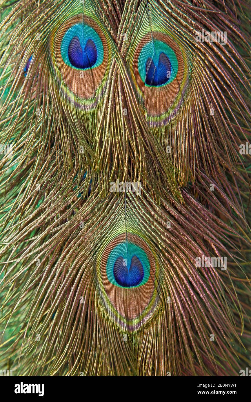 The peacock's feathers Stock Photo Alamy