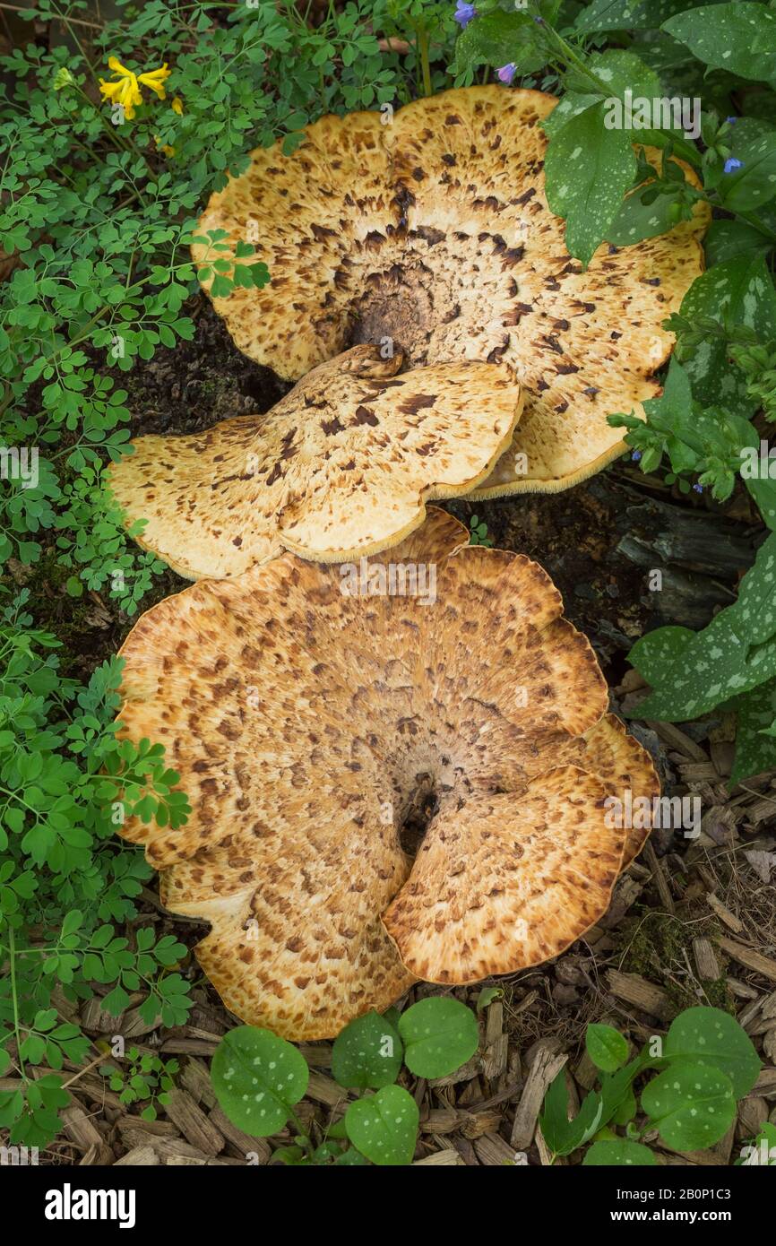 Light brown and tan wild mushrooms growing in mulch border in spring