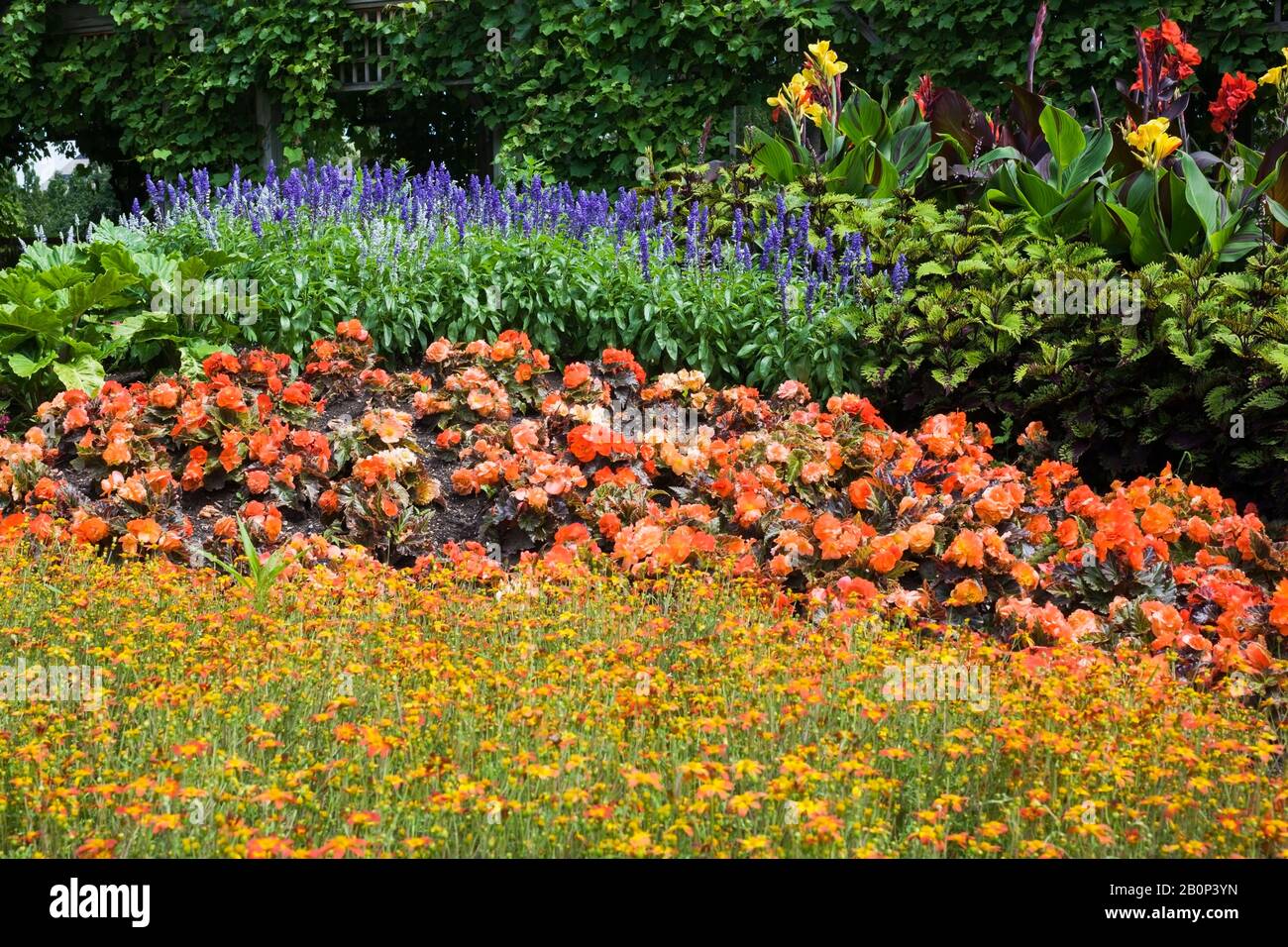 Border with mixed flowers that include orange and yellow Bidens 'Campfire Fireburst', Tuberous begonia 'Nonstop Mocca Bright Orange' , Veronica 'Blue Stock Photo