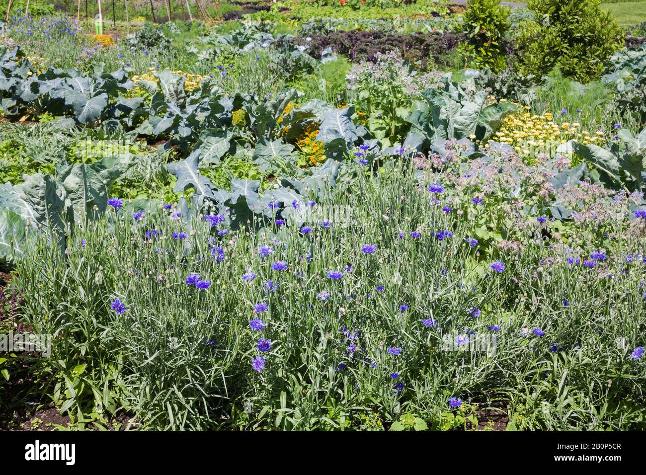 brassière avec fermeture devant
