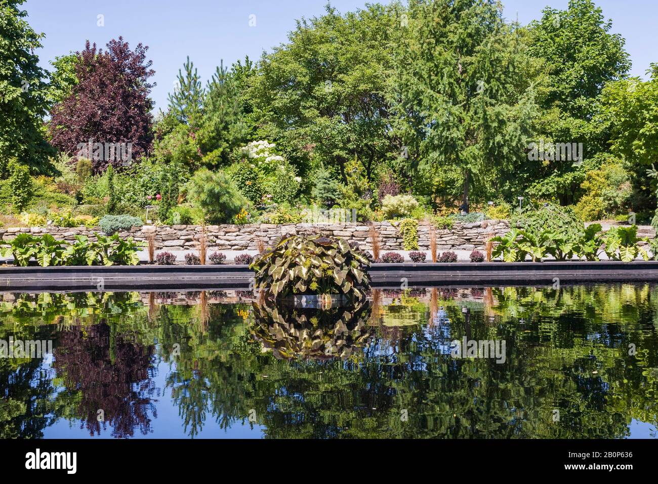 Manmade water basin with Colocasia esculenta - Elephant-Ear's or Taro  plants in floating planter in summer, Montreal Botanical Garden, Quebec,  Canada Stock Photo - Alamy