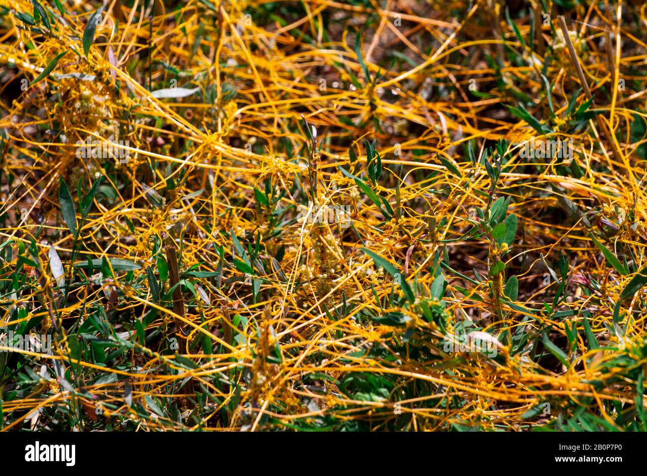 Dodder Genus Cuscuta is The parasite wraps the stems of plant cultures with yellow threads and sucks out the vital juice and nutrients Stock Photo