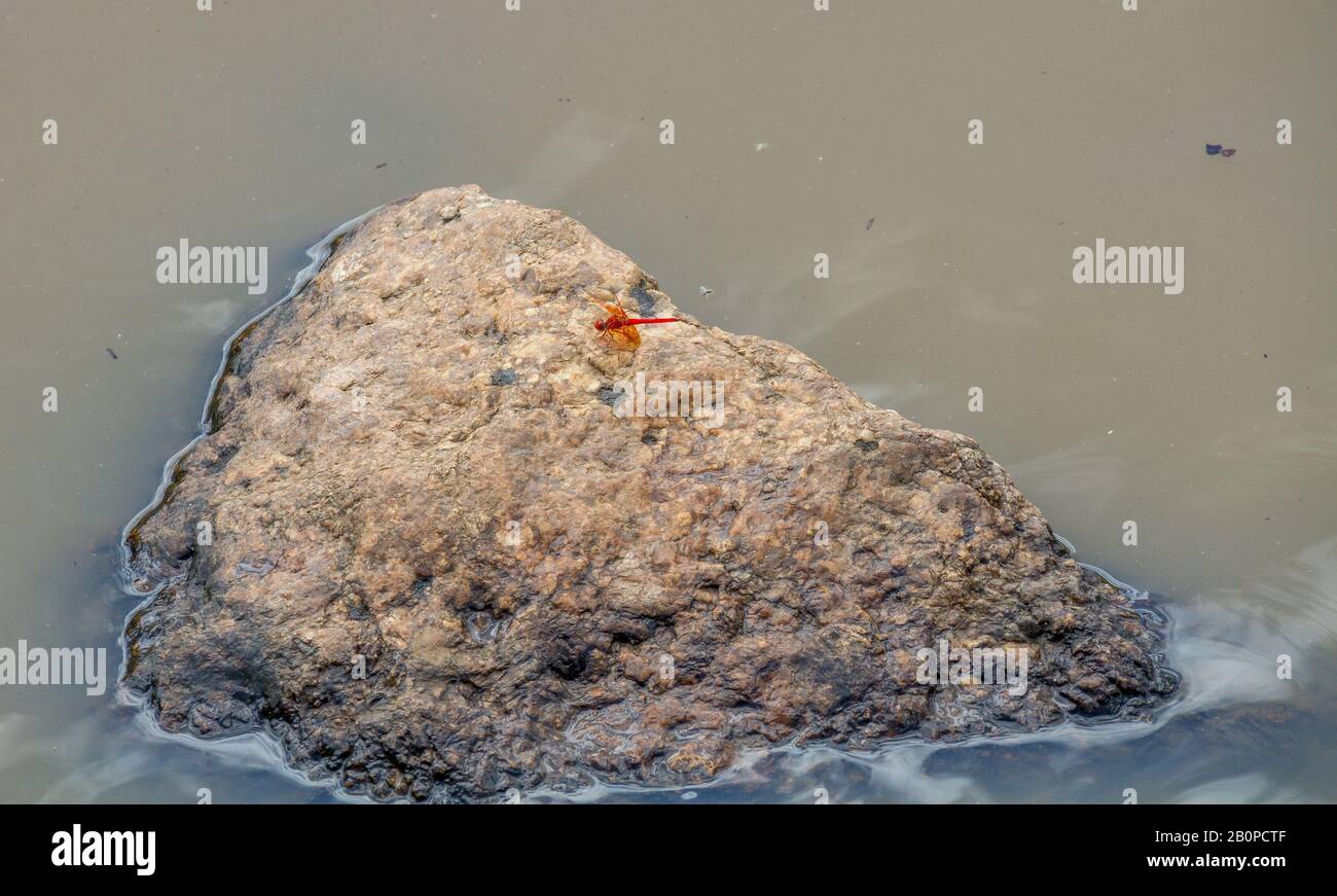 A bright red dragonfly isolated on a rock in a muddy puddle image in ...