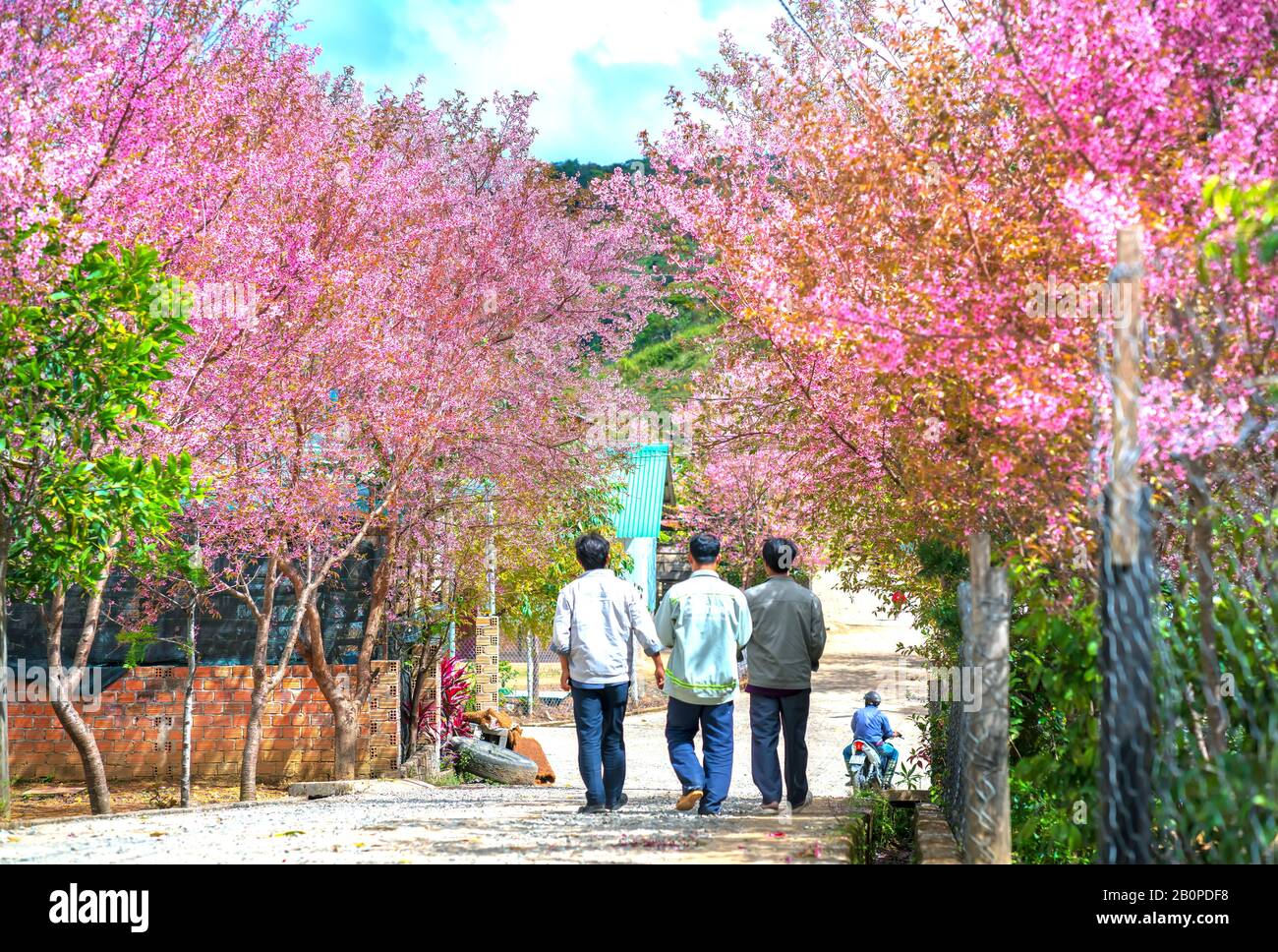 Group of farmers walking on a village road watching cherry blossoms blooming in their homeland on a sunny spring morning near Da Lat, Vietnam Stock Photo
