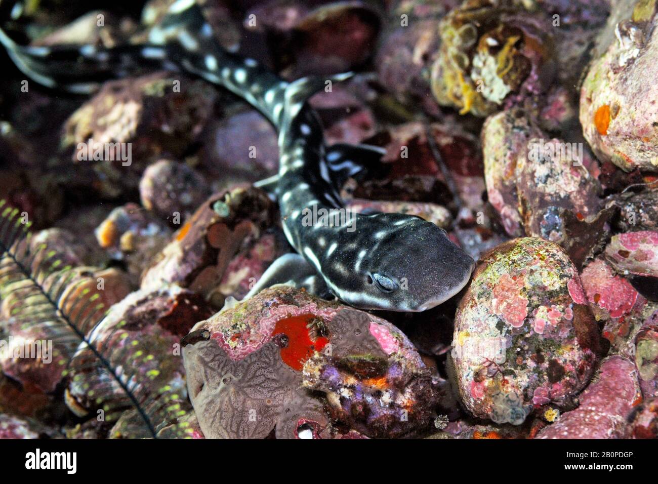 Coral catshark, Atelomycterus marmoratus, Komodo National Park, Indonesia Stock Photo
