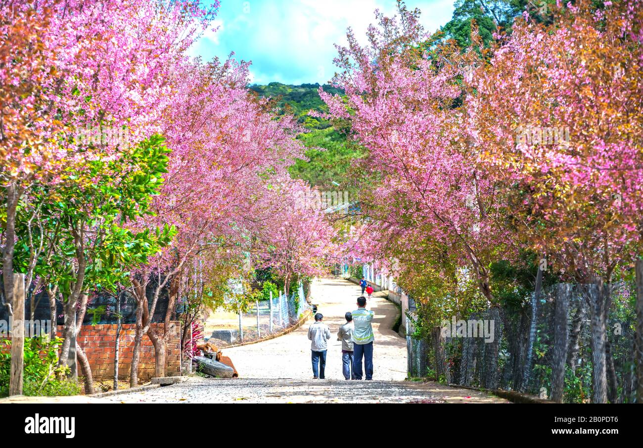 Group of farmers walking on a village road watching cherry blossoms blooming in their homeland on a sunny spring morning near Da Lat, Vietnam Stock Photo