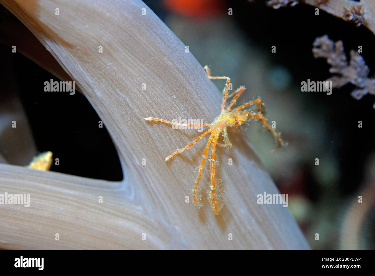 Spider crab, Achaeus japonicus, superfamily Majoidea, Komodo National Park, Indonesia Stock Photo