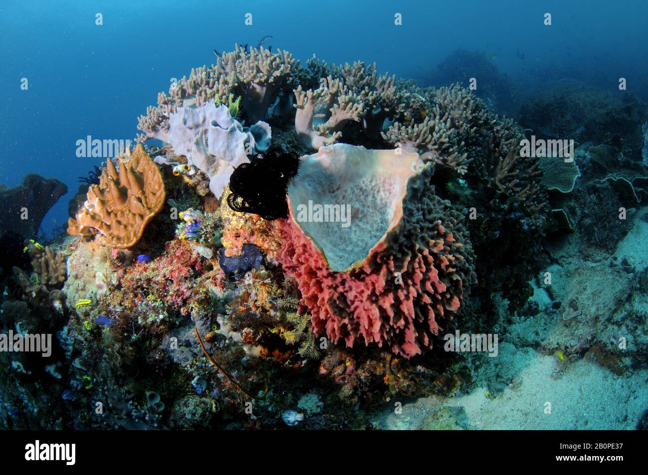 Healthy and diverse coral reef with several species of crinoids, corals