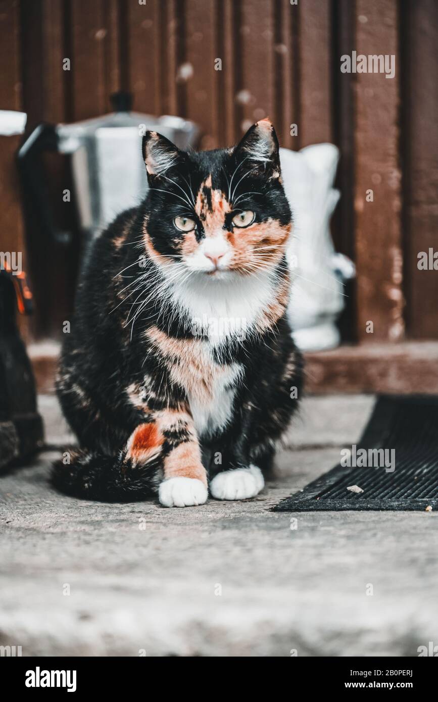 Black and brown color cat outside the house. Animal and pet Stock Photo