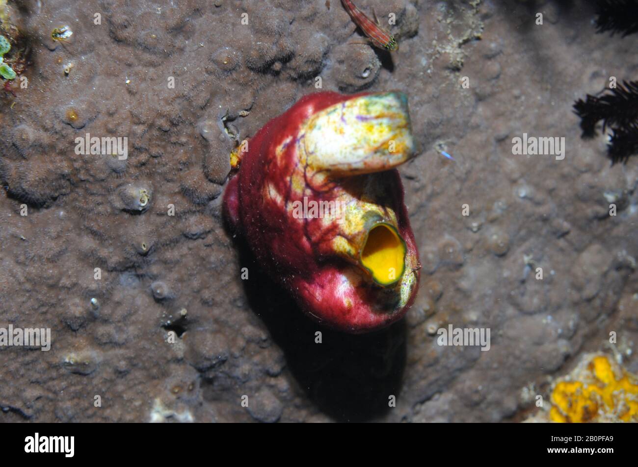 Ox heart ascidian, Polycarpa aurata, Komodo National Park, Indonesia Stock Photo