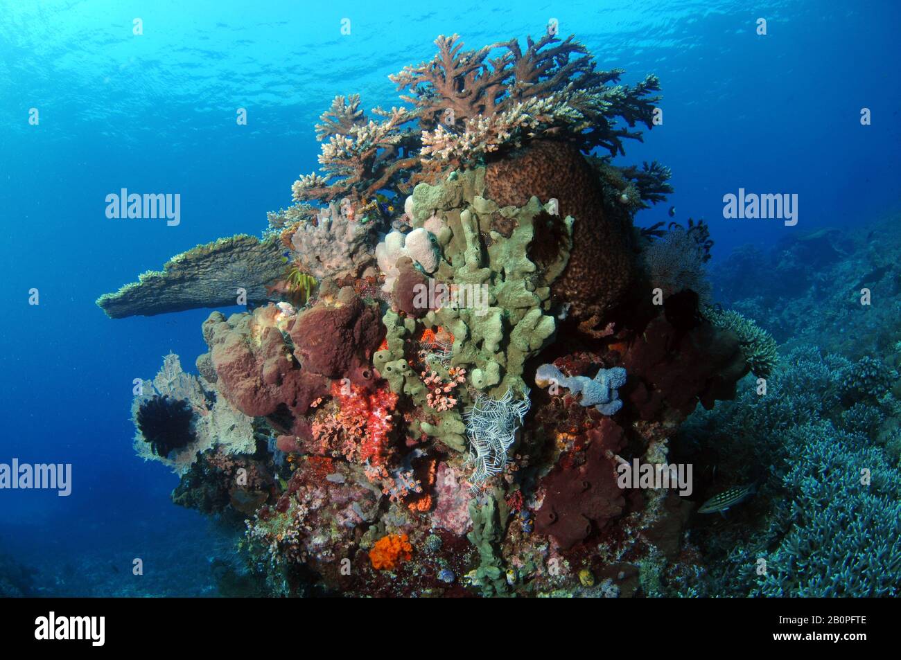 Biodiverse tropical coral reef scene, Komodo National Park, Indonesia Stock Photo