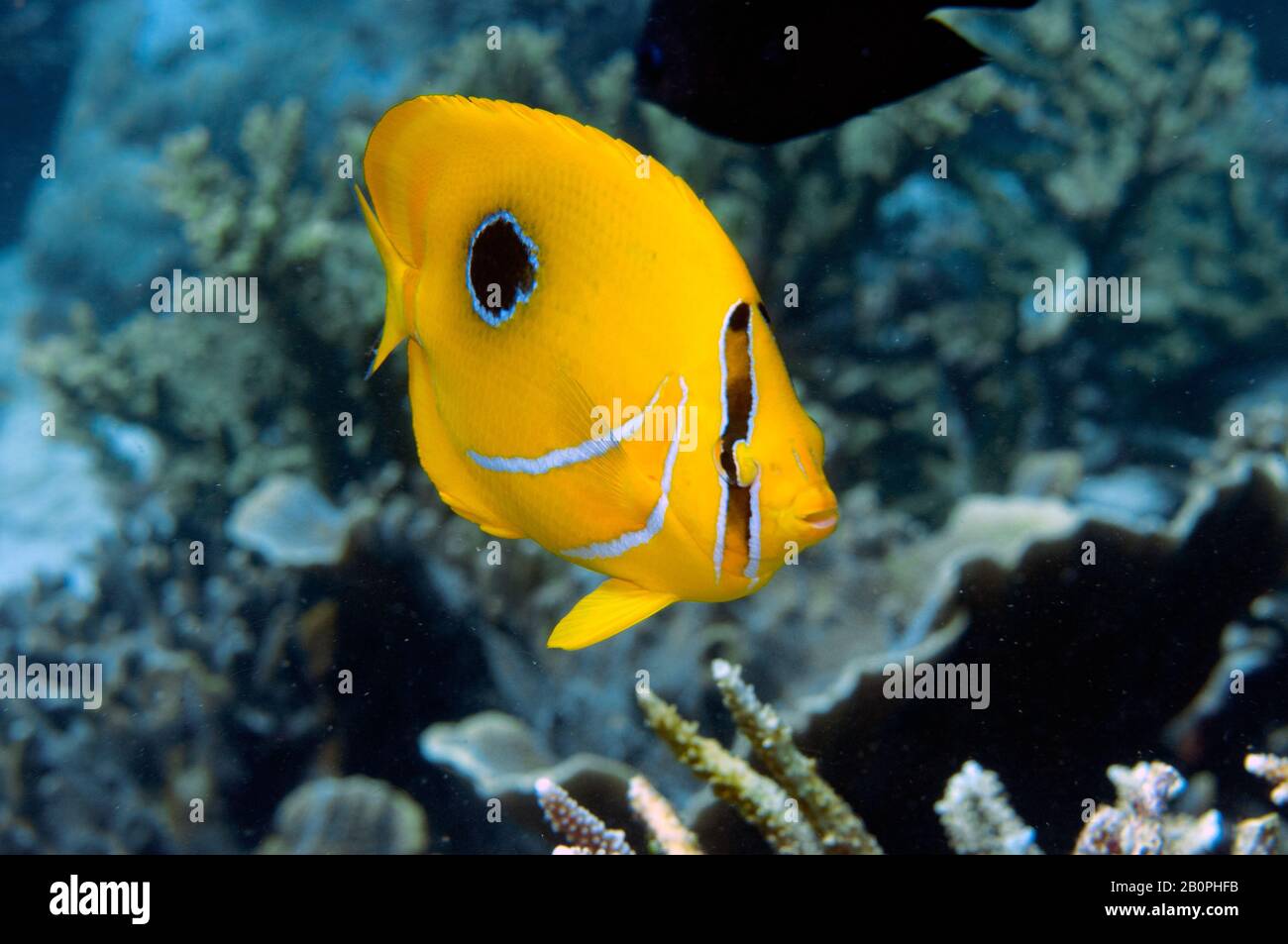 Eclipse or bluelashed butterflyfish, Chaetodon bennetti, Komodo National Park, Indonesia Stock Photo