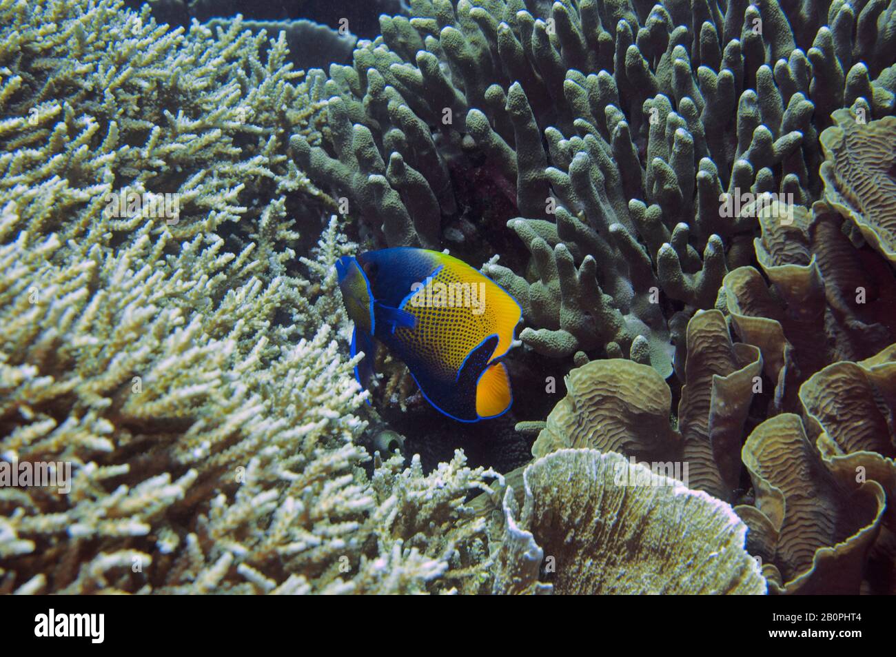 Blue-girdled angelfish, Pomacanthus navarchus, between four species of coral, two Acropora sp., Echinopora sp. and Turbinaria sp., Komodo National Par Stock Photo